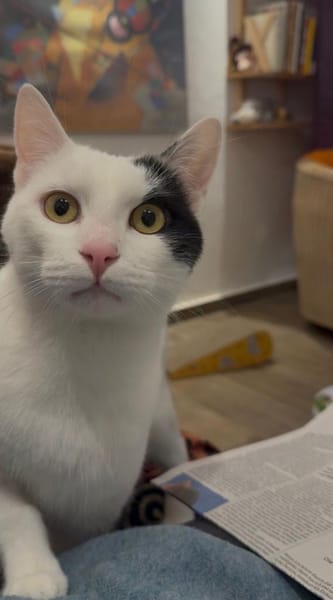 Hübscher Kater Pinki