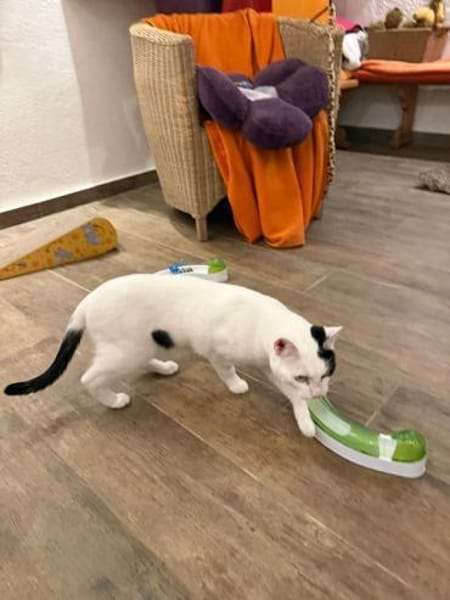 Hübscher Kater Pinki