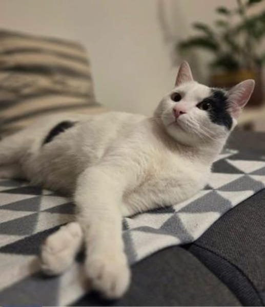 Hübscher Kater Pinki