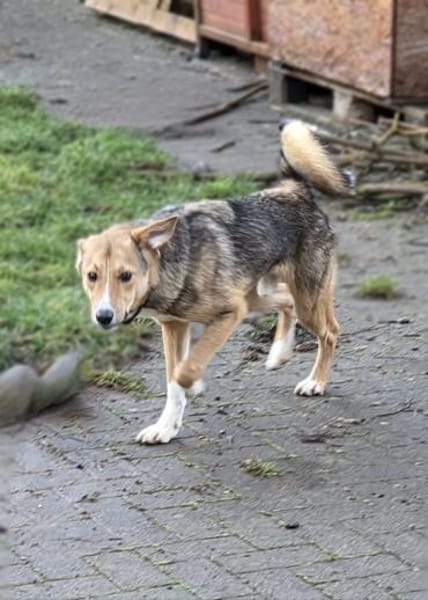 Teddy - Welpe sucht Platz zum ankommen