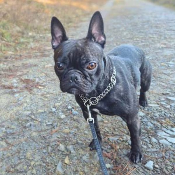 Lotte - ist aufdringlich,aber verspielt