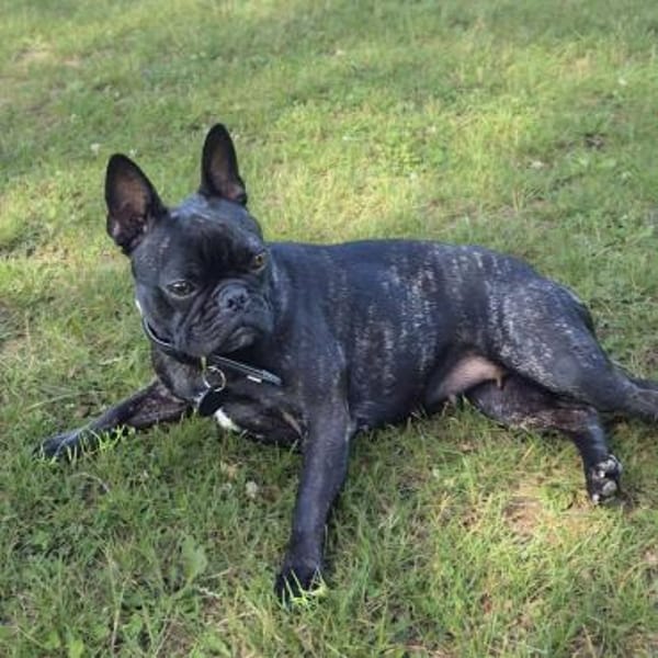 Lotte - ist aufdringlich,aber verspielt