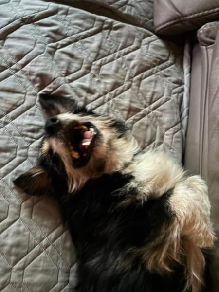 Franzl - baucht eine liebevolle Familie