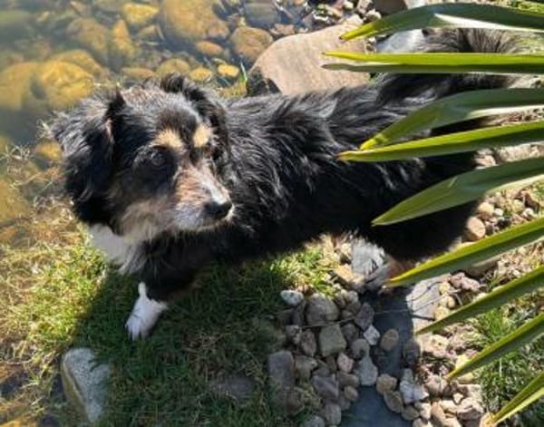 Franzl - baucht eine liebevolle Familie