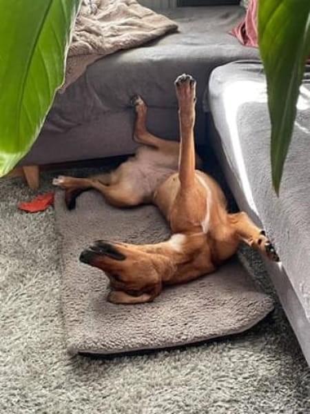 Leni - Körbchen auf dem Land gesucht