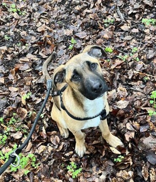 Dickie, geb. ca. 11/2025, 46236 Bottrop