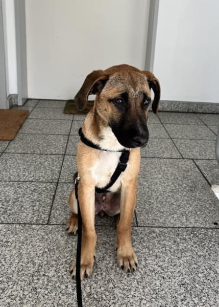 Dickie, geb. ca. 11/2025, 46236 Bottrop