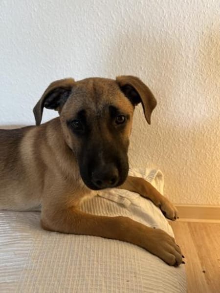 Dickie, geb. ca. 11/2025, 46236 Bottrop