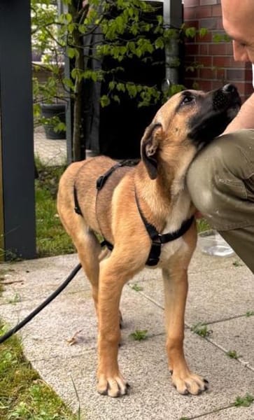 Dickie, geb. ca. 11/2025, 46236 Bottrop