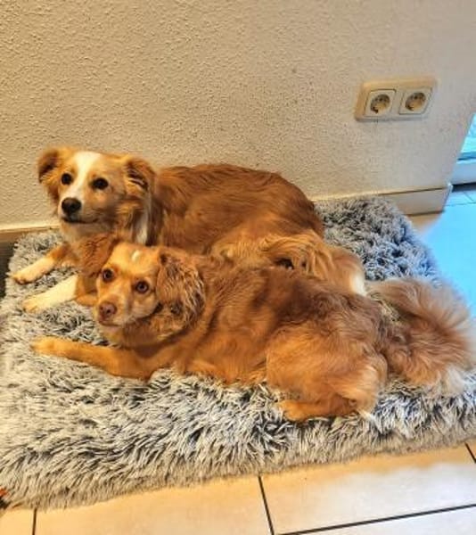 Sonnenschein sucht Familie