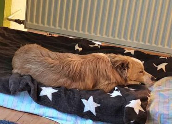 Sonnenschein sucht Familie