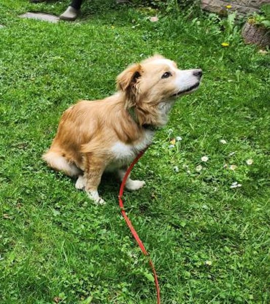 Sonnenschein sucht Familie