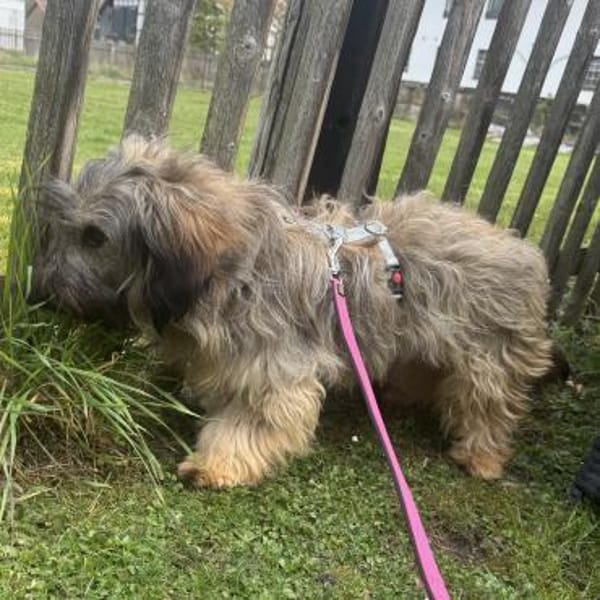 Csomi sucht einen Kuschelplatz
