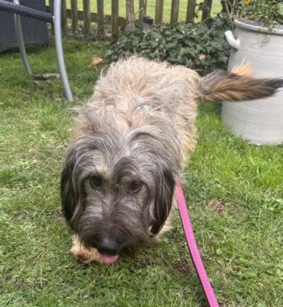 Csomi sucht einen Kuschelplatz