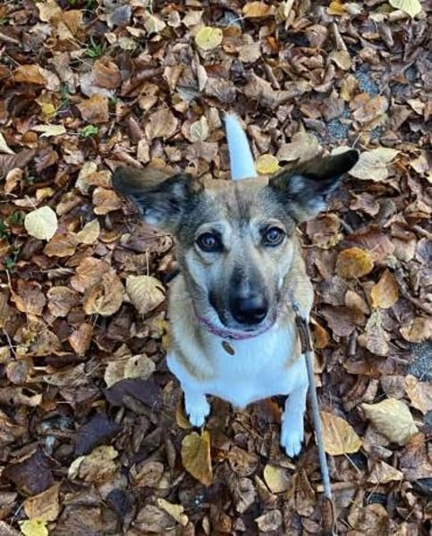 Vega sucht ein Zuhause