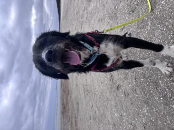 Puffi sucht seine Menschen