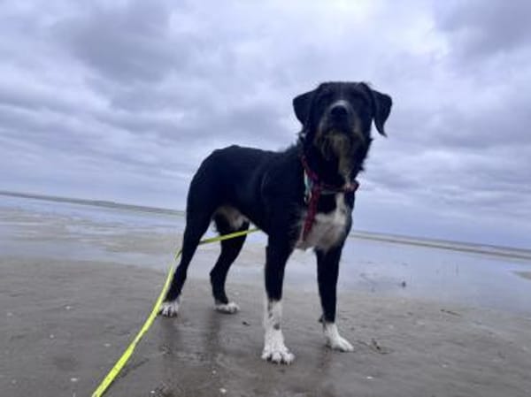 Puffi sucht seine Menschen