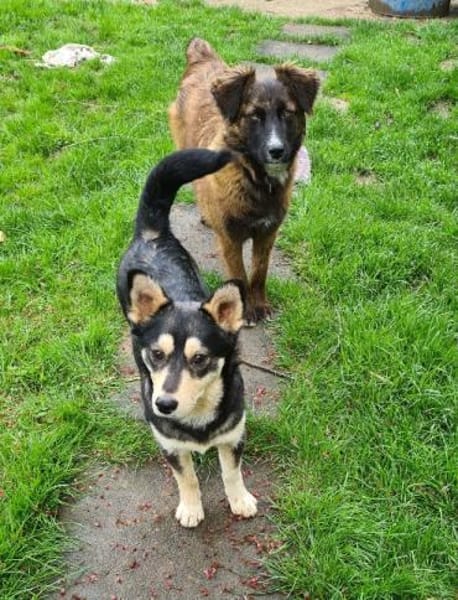 Charmanter KEVIN - Mini-Schäfimix