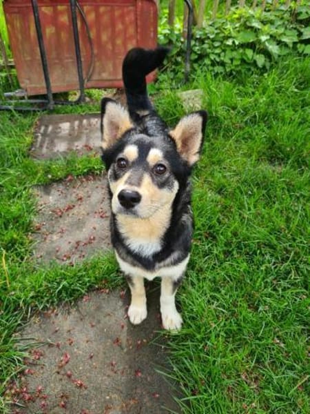 Charmanter KEVIN - Mini-Schäfimix