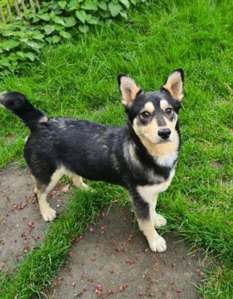 Charmanter KEVIN - Mini-Schäfimix