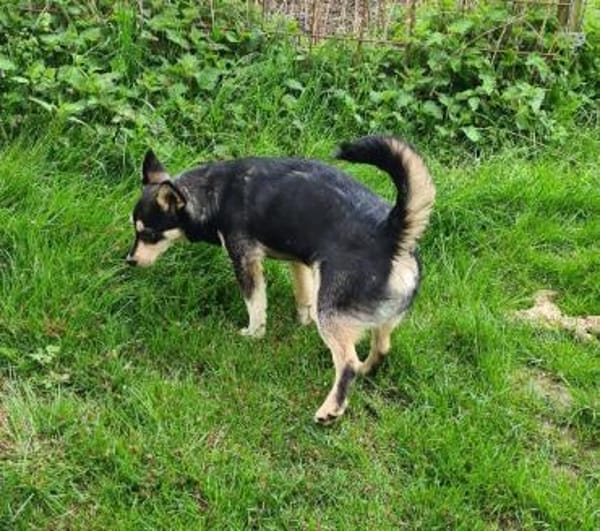 Charmanter KEVIN - Mini-Schäfimix