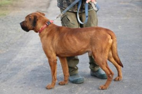 Bruno - kinderlieber Familienhund