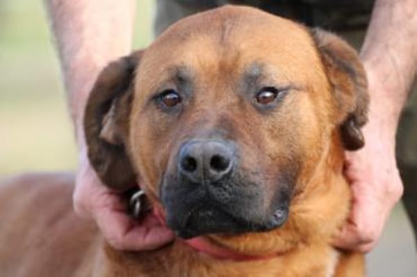 Bruno - kinderlieber Familienhund