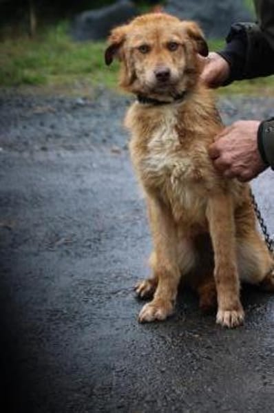 Tintin - kinderlieber Jungrüde