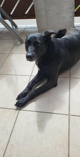 Lory wartet in 79219 Staufen auf Dich!