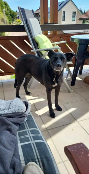 Lory wartet in 79219 Staufen auf Dich!