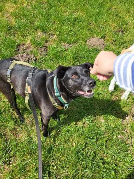 Lory wartet in 79219 Staufen auf Dich!