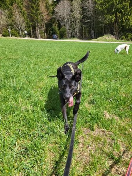 Lory wartet in 79219 Staufen auf Dich!