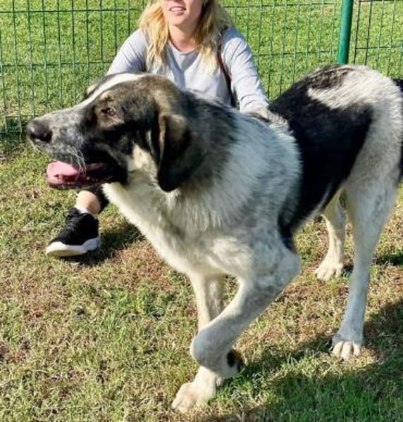 Pechino sucht Patenschaft