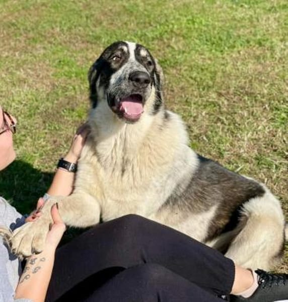 Pechino sucht Patenschaft