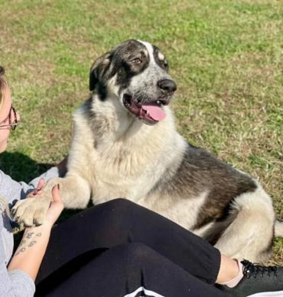 Pechino sucht Patenschaft