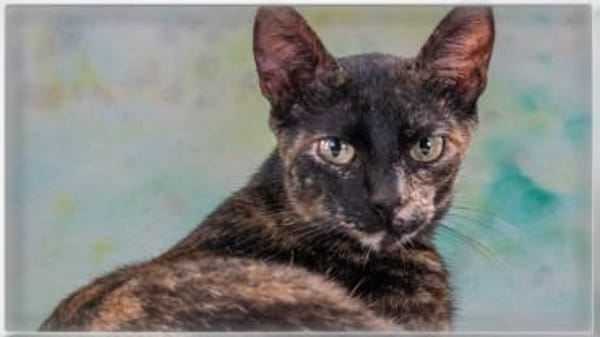 Esperanca wartet in Süddeutschland