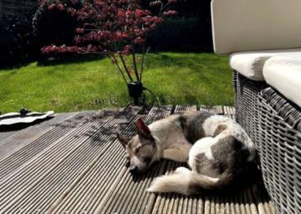 Simbi - verschmust, schlau, ausgeglichen