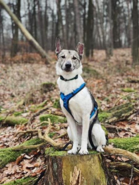Simbi - verschmust, schlau, ausgeglichen