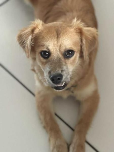 Lexie, kleines Flauscheöhrchen 🐾