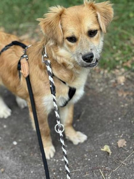 Lexie, kleines Flauscheöhrchen 🐾