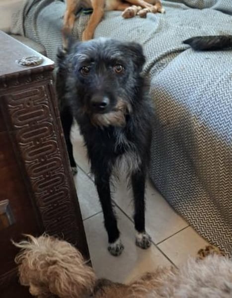 Ruby - verspielte Junghündin