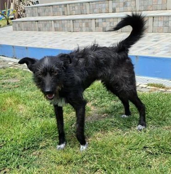 Ruby - verspielte Junghündin