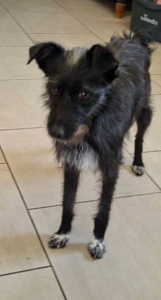 Ruby - verspielte Junghündin