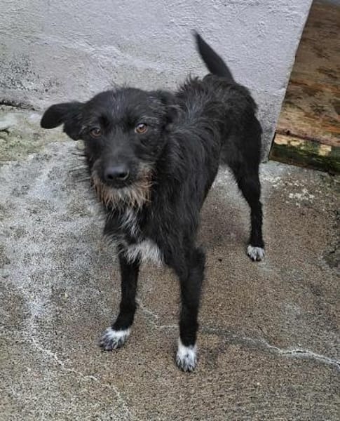 Ruby - verspielte Junghündin