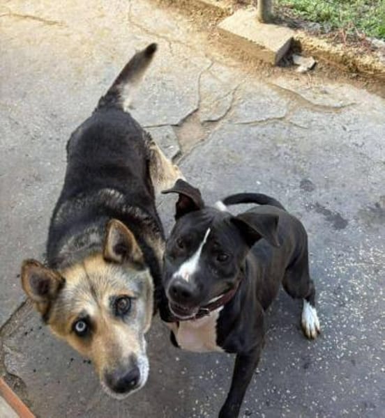 PUMPKIN sucht liebevolles Zuhause