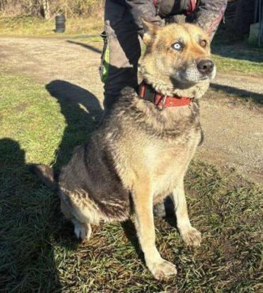 PUMPKIN sucht liebevolles Zuhause