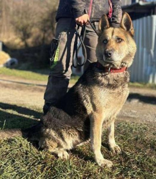 PUMPKIN sucht liebevolles Zuhause