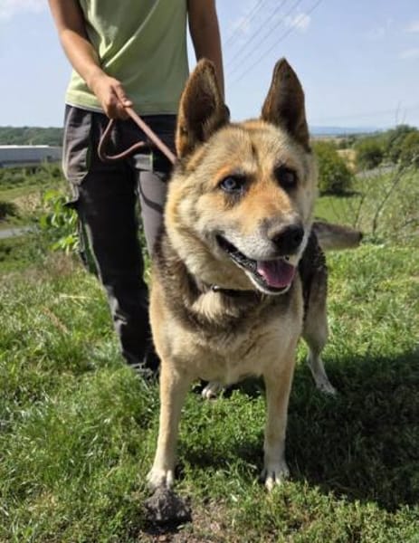 PUMPKIN sucht liebevolles Zuhause