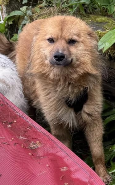 Lion der süße sanfte Löwe / in 82284