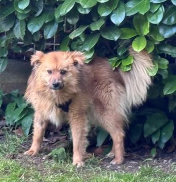 Lion der süße sanfte Löwe / in 82284